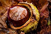 Horsechestnut, Aesculus Hippocastanum, Conkers emerging from their shells nestled amongst fallen autumn leaves.