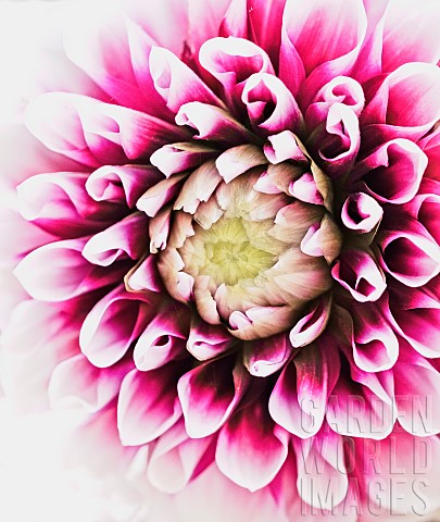 Dahlia_Closeup_detail_of_purple_coloured_flower_showing_petal_pattern