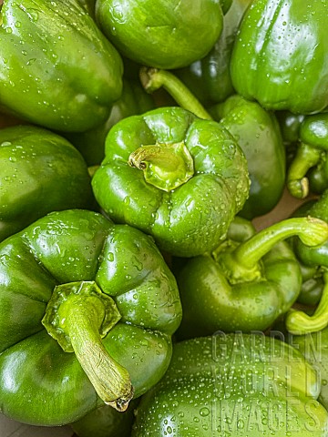 Pepper_Green_Peppers_Capsicum_Annuum_Bbell_peppers_after_a_shower_of_rain_with_droplets_of_water