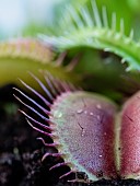 Venus Flytrap,  Dionaea Muscipula, shot of the carniverous plant.