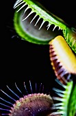 Venus Flytrap,  Dionaea Muscipula, shot of the carniverous plant.