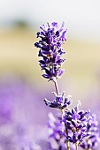 Lavender, Lavandula, Mauve coloured flowers growing outdoor.