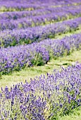 Lavender, Lavandula, Mauve coloured flowers growing outdoor.