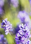 Lavender, Lavandula, Mauve coloured flowers growing outdoor.