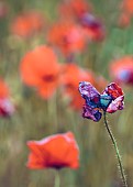 Poppy, Papaveraceae, Red colured flowers growing in a field.