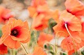 Poppy, Papaveraceae, Red colured flowers growing in a field.