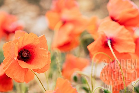 Poppy_Papaveraceae_Red_colured_flowers_growing_in_a_field
