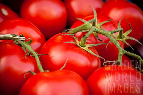 Tomato_Solanum_Lycopersicum_Organic_tomatoes_on_display_in_maket