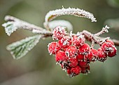 Hawthorn, Crataegus, Frosty berries on a cold winter morning.