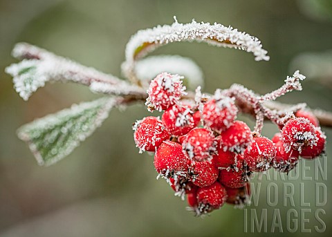Hawthorn_Crataegus_Frosty_berries_on_a_cold_winter_morning
