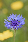 Bachelors Button, Centaurea Cyanus, Mauve coloured flower growing outdoor in a meadow.