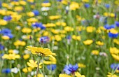 Daisy, Yellow flower growing outdoor in a field of English meadow flowers, including Bachelor Buttons, cornflowers and assorted varieties of daises.