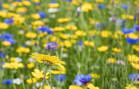 Daisy_Yellow_flower_growing_outdoor_in_a_field_of_English_meadow_flowers_including_Bachelor_Buttons_