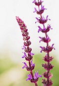 Annual Clary, Salvia Viridis, Purple coloured flowers growing outdoor.