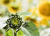 Sunflower, Helianthus, Unopened sunflowers heads growing outdoor.