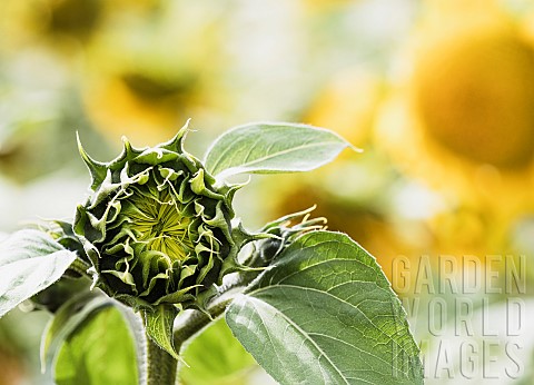 Sunflower_Helianthus_Unopened_sunflowers_heads_growing_outdoor
