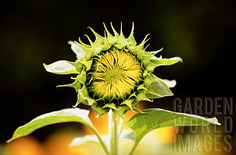 Sunflower_Helianthus_Unopened_sunflowers_heads_growing_outdoor