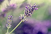 Lavender, Lavabdula, Mauved coloured flowers growing outdoor.