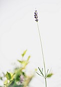 Lavender, Lavabdula, Mauved coloured flowers growing outdoor.