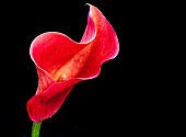 Lily, Calla Lily, Zantedeschia, Studio shot of single red coloured flower.