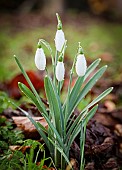 Snowdrops, Galanthus, Small white flowers growing outdoor with raindrops.