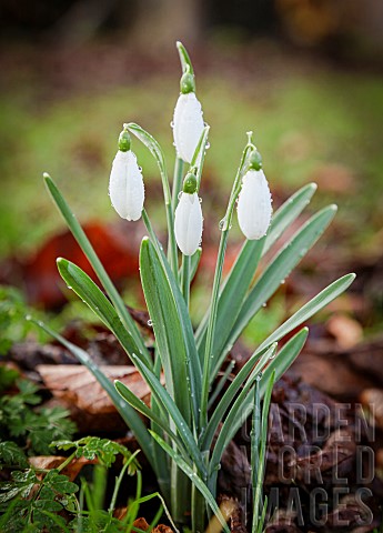 Snowdrops_Galanthus_Small_white_flowers_growing_outdoor_with_raindrops