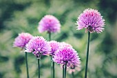 Allium, Allium Sativum, Mauve coloured flowers growing outdoor.