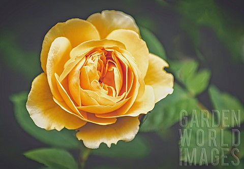 Rose_Rosa_Closeup_of_yellow_coloured_flower_growing_outdoor