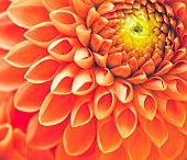 Dahlia, Close-up of orange coloured flower showing petal pattern.