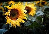 Sunflower, Helianthus, Bee on flower growing outdoor in a field.