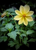 Dahlia, Dahlia Dissecta, Yellow coloured flower growing outdoor.