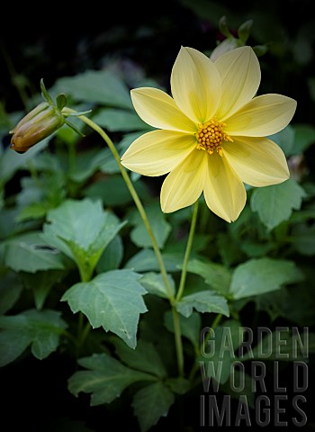 Dahlia_Dahlia_Dissecta_Yellow_coloured_flower_growing_outdoor