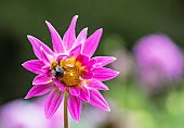 Dahlia, Bumble bee on pink coloured flower growing outdoor.