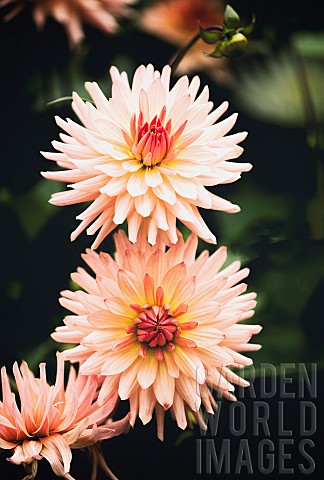 Dahlia_Pink_coloured_spikey_flowers_growing_outdoor