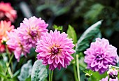 Dahlia, Pink coloured  Pom Pom flower growing outdoor.