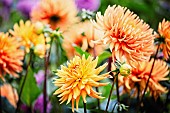 Dahlia, Mass of orange coloured flowers growing outdoor.