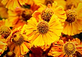 Sneezeweed, Common sneezeweed, Helenium Moerheim Beauty, Orange coloured flower growing outdoor with petals and stamen visible.