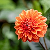 Dahlia, Orange coloured single Pom Pom flower growing outdoor.