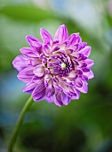 Dahlia, Purple coloured single Pom Pom flower growing outdoor.