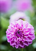 Dahlia, Purple coloured single Pom Pom flower growing outdoor.