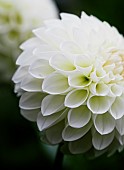 Dahlia, Single white pom-pom flower growing outdoor showing petal pattern.