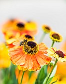 Sneezeweed, Common sneezeweed, Helenium Moerheim Beauty, Orange coloured flower growing outdoor with petals and stamen visible.