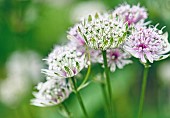 Astrantia Great Masterwort, Astrantia Major, Pale coloured flowers growing outdoor.