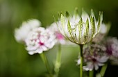 Astrantia Great Masterwort, Astrantia Major, Pale coloured flowers growing outdoor.