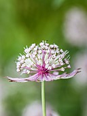 Astrantia Great Masterwort, Astrantia Major, Pale coloured flowers growing outdoor.