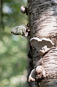 Polypore Fungi / PolyporaceaePolypore growing on the bark of trees in the ancient woodland at Piddington, Oxfordshire.