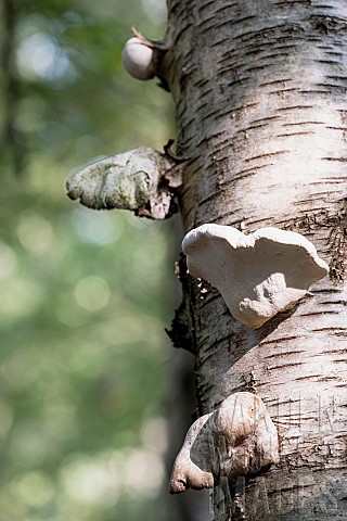 Polypore_Fungi__PolyporaceaePolypore_growing_on_the_bark_of_trees_in_the_ancient_woodland_at_Pidding
