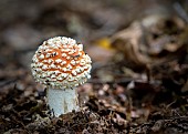 Amanita Muscaria / Fly Agaric ( aka Fly Amanita )Fly argaric ( Fly Amanita ) mushrooms growing in the ancient Piddington woodland in Oxfordshire.