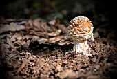 Amanita Muscaria / Fly Agaric ( aka Fly Amanita )Fly argaric ( Fly Amanita ) mushrooms growing in the ancient Piddington woodland in Oxfordshire.