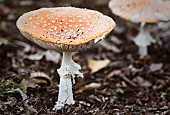 Amanita Muscaria / Fly Agaric ( aka Fly Amanita )Fly argaric ( Fly Amanita ) mushrooms growing in the ancient Piddington woodland in Oxfordshire.